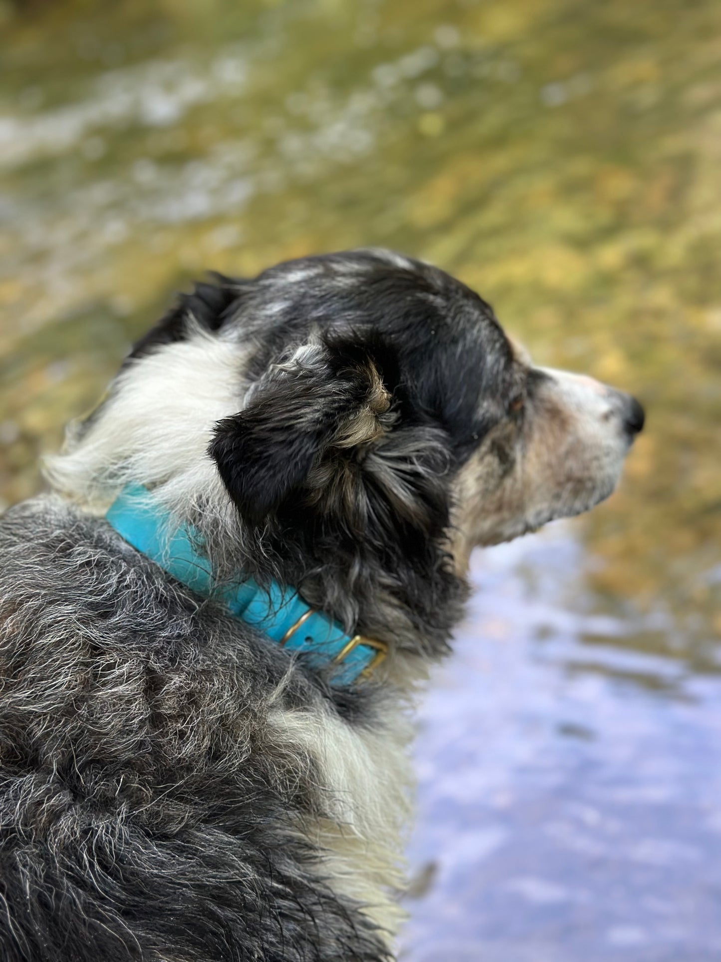 Classic Collar
