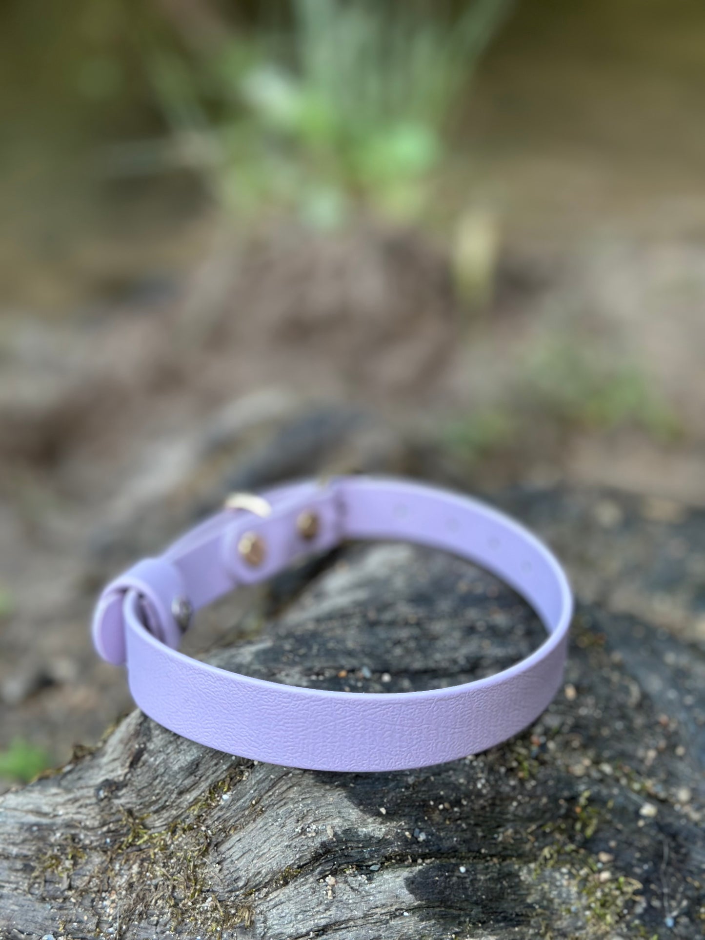 Classic Collar